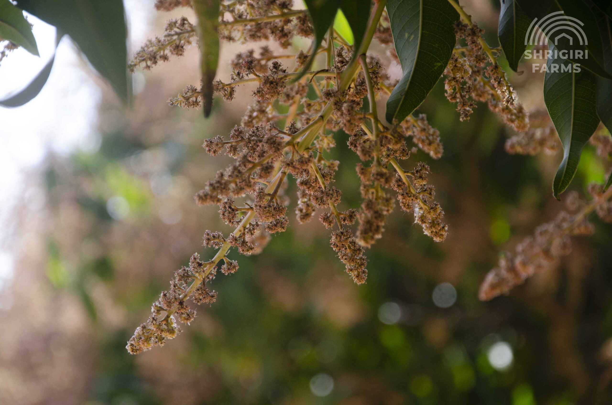 farmland in South Bangalore is becoming a preferred choice for smart investors.